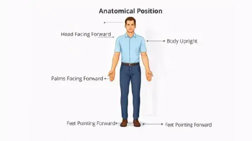What are the 7 Anatomical Positions?